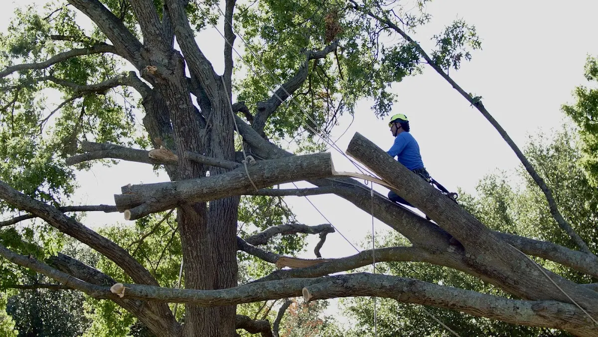 Professional Crown Thinning performed by certified arborists in Pope